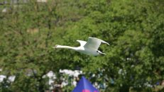 23. Juni 2012 - Eglisau